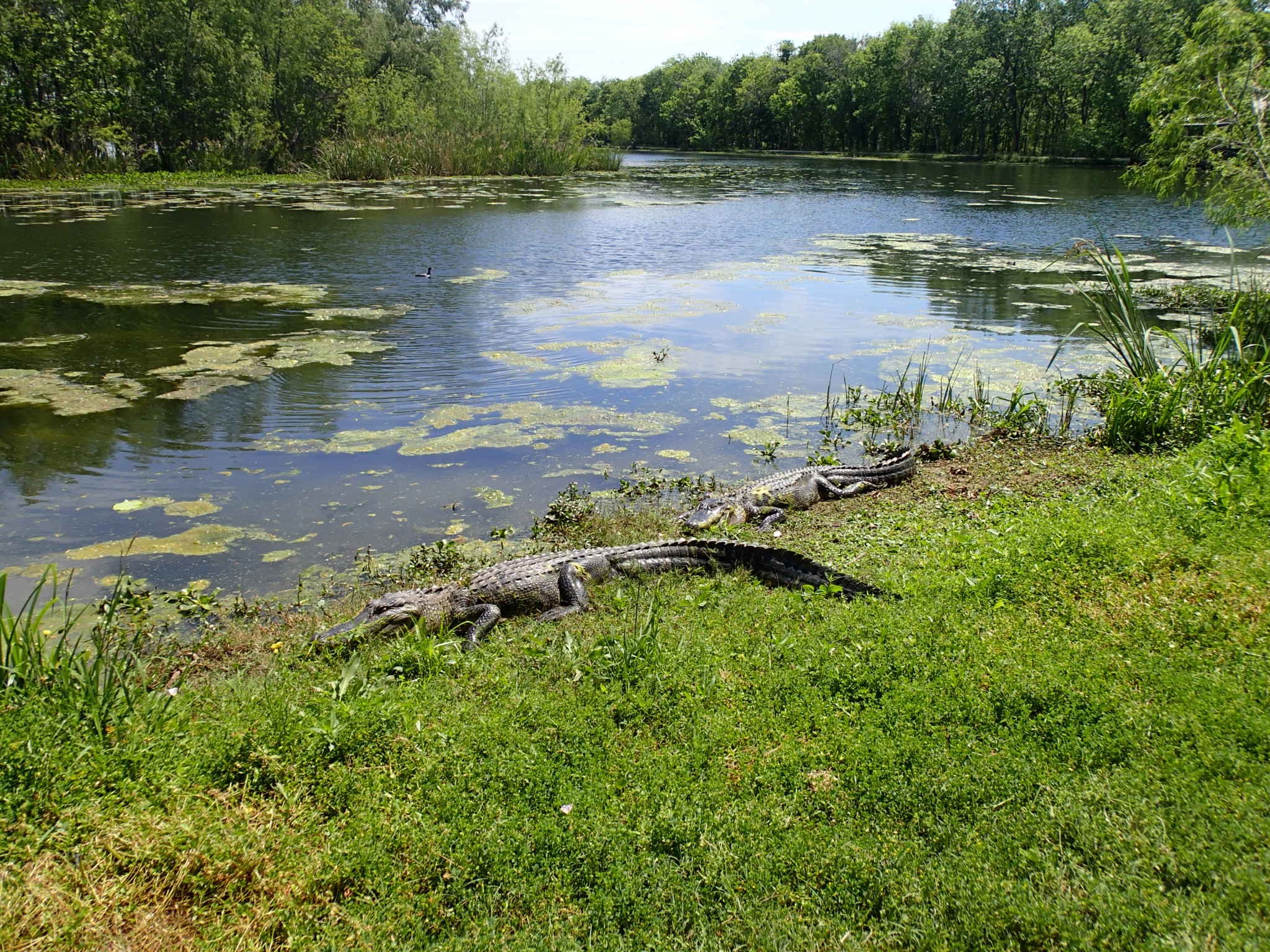 Alligators in Brazos Bend State Park