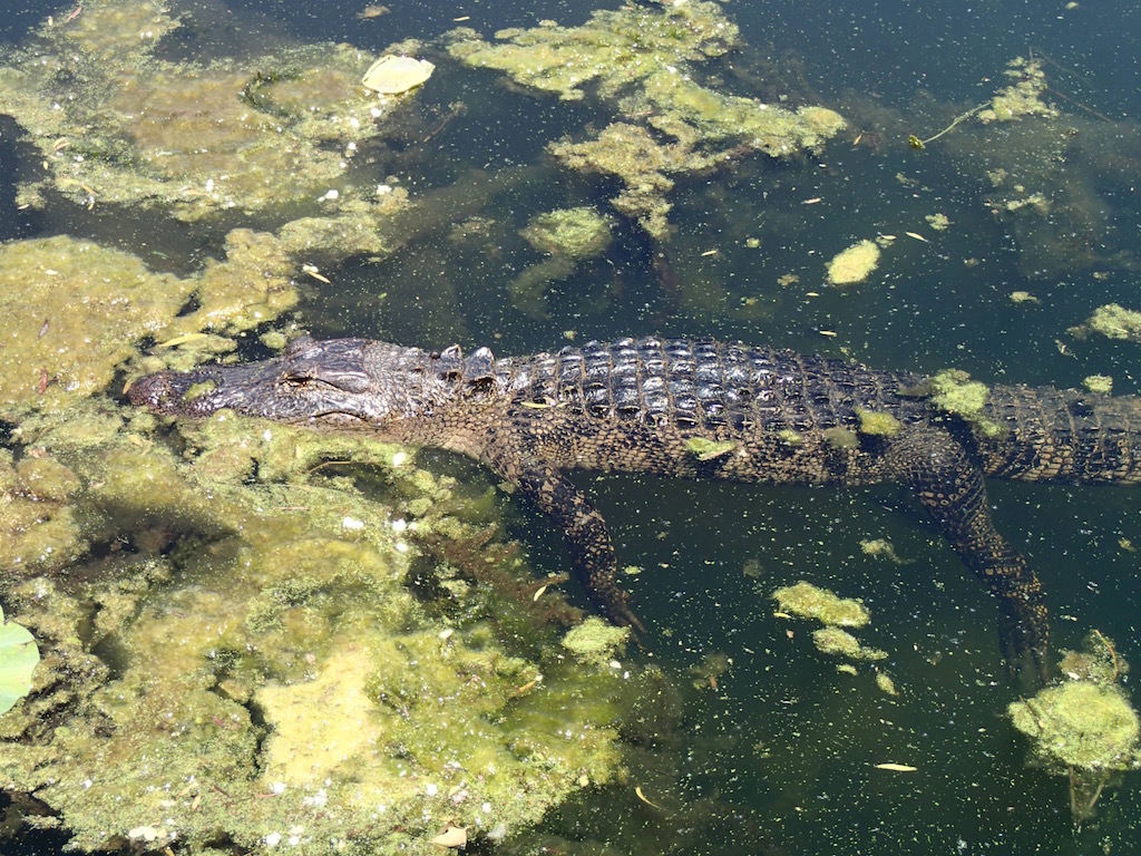 Alligator in Water