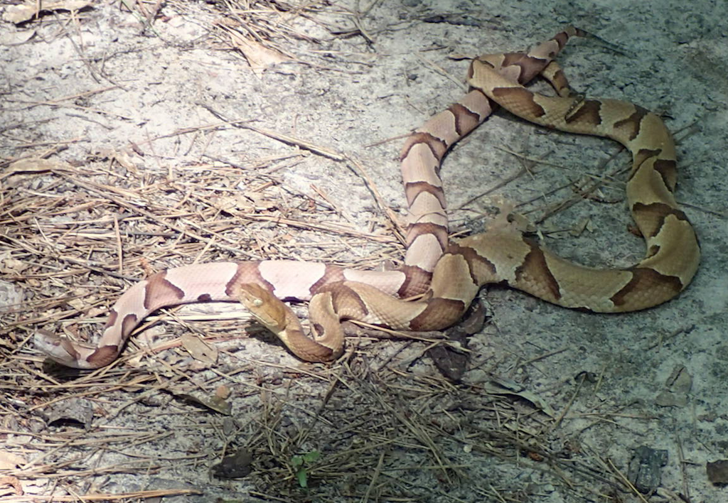 Two Copperheads