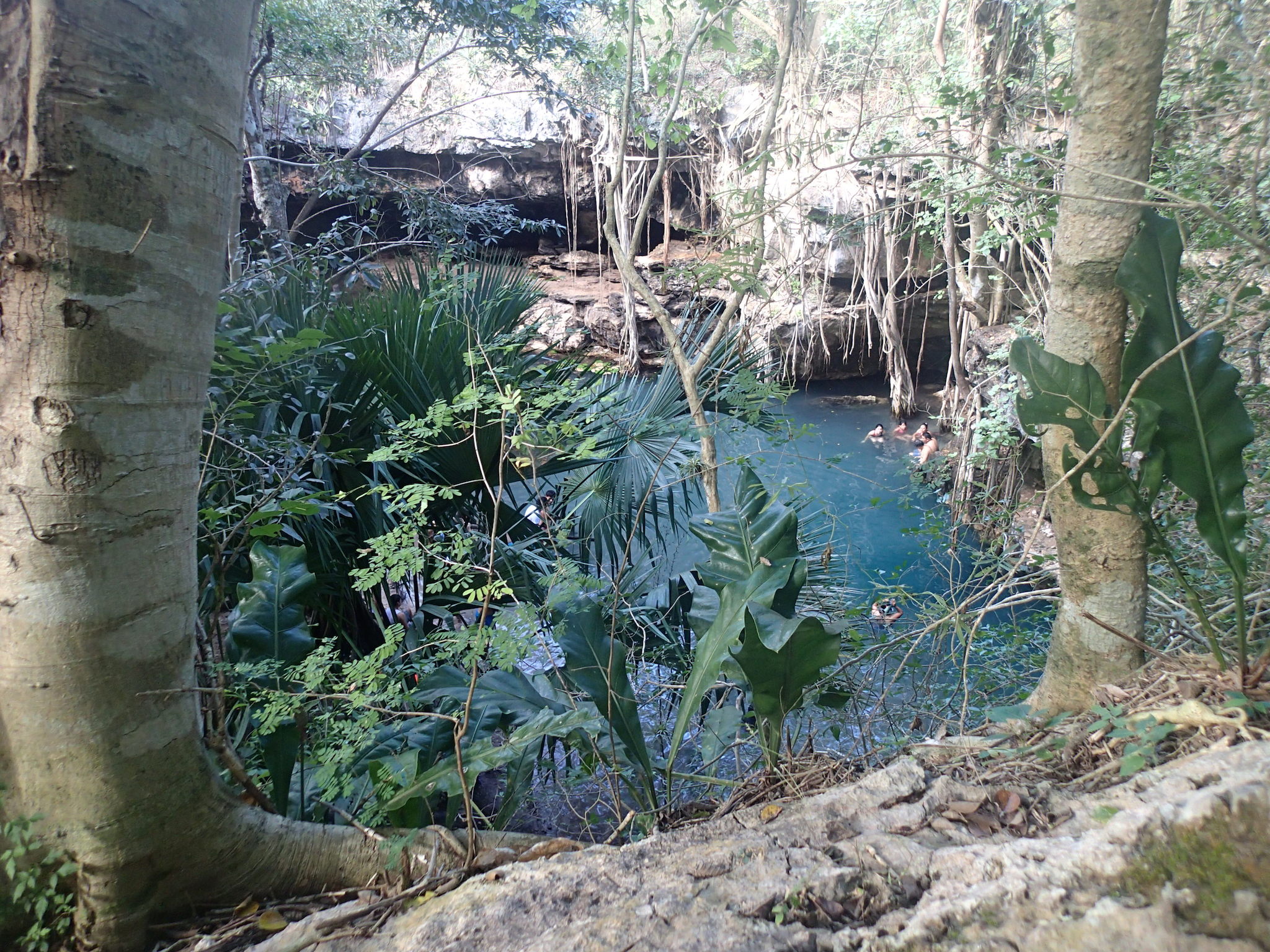 above ground cenotes