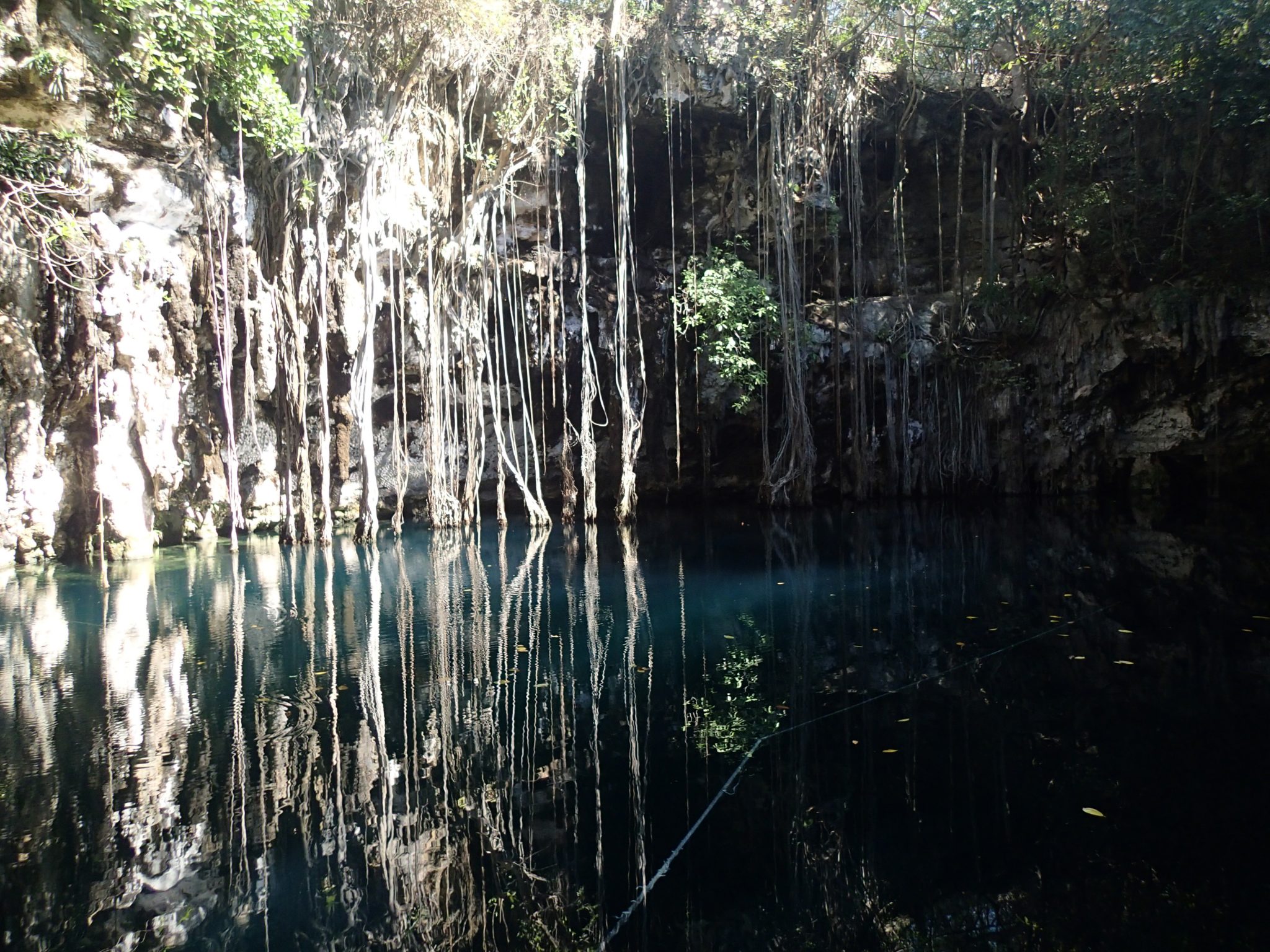 Roots reaching toward the water at Yokzonodot cenote