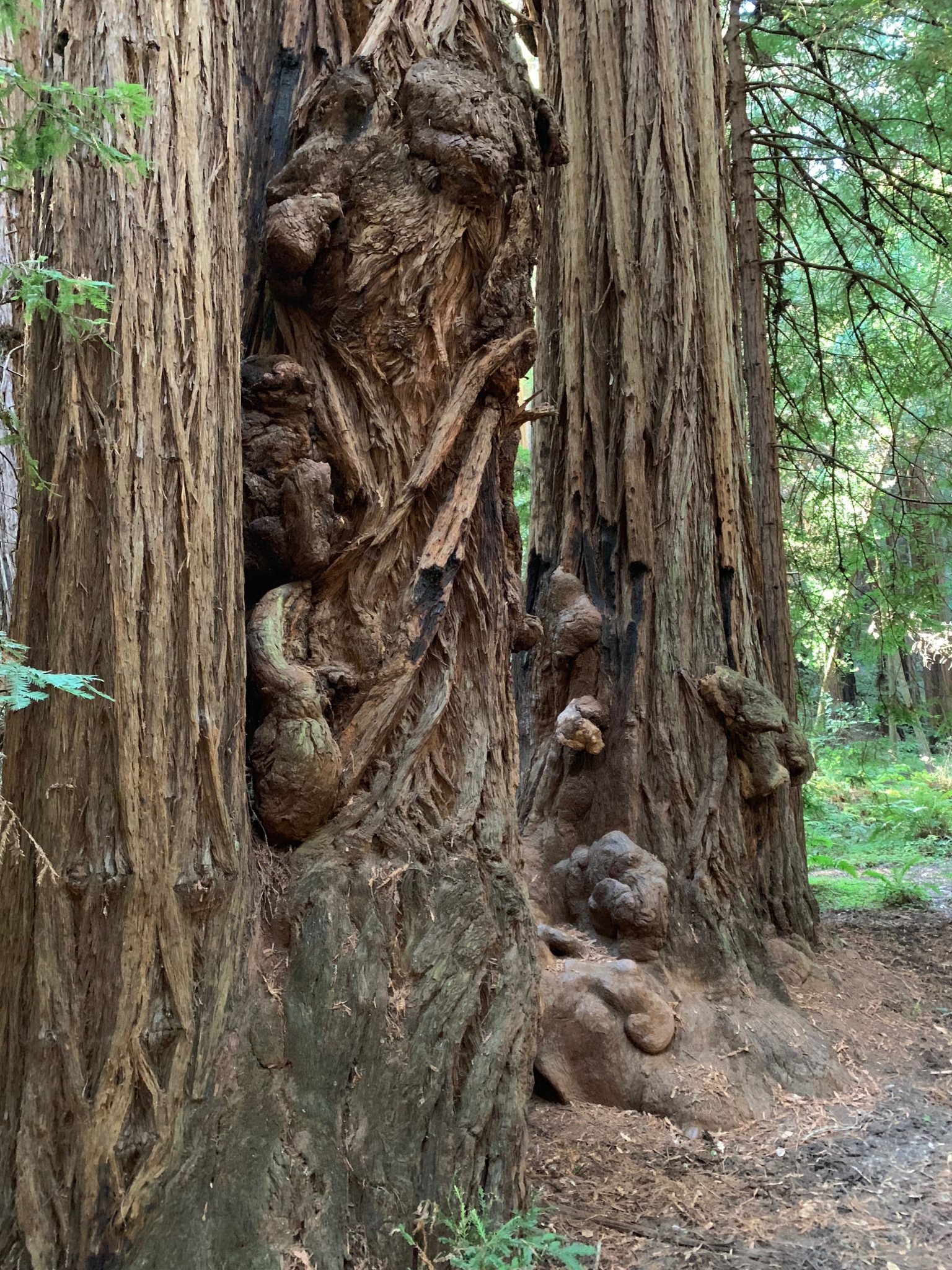 Knots on trees in Muir Woods