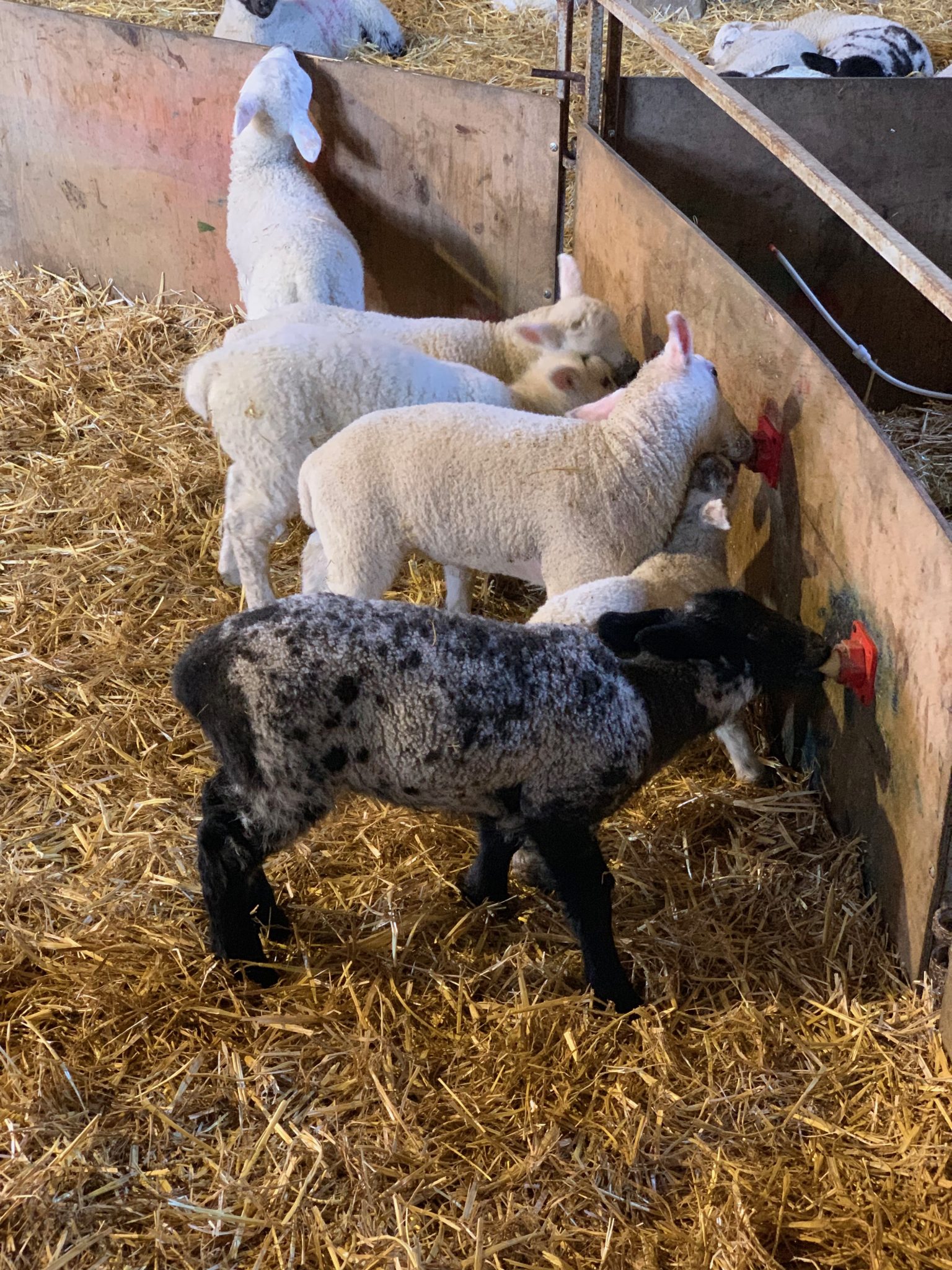 Highclere Estate Lambs Feeding